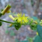 Triumfetta pentandra Flower