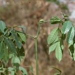 Leea guineensis Annet