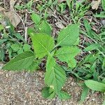 Iva annua Fuelha