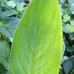 Maranta sobolifera Folio