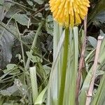 Kniphofia linearifolia Flower