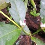 Bonafousia macrocalyx Flor