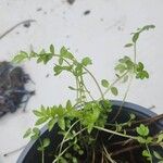 Polemonium reptans Leaf