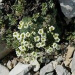 Saxifraga squarrosa Floare