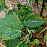 Datura metel Blad