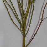 Senna aphylla Kabuk