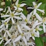 Clematis terniflora Цвят