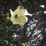 Abelmoschus moschatus Floare