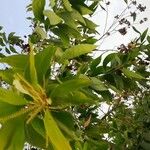 Acacia auriculiformis Fuelha