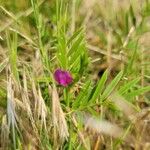 Vicia sativaÕis