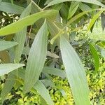 Acacia auriculiformis Blad