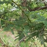 Acacia sieberiana ഇല