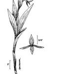 Cypripedium candidum Flower