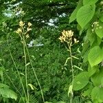 Syneilesis palmata Λουλούδι