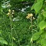 Syneilesis palmata Flower