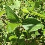 Desmodium intortum Blatt