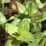 Lysimachia arvensis Blatt