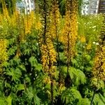 Ligularia wilsoniana Flor