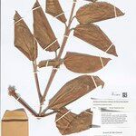 Ischnosiphon puberulus Hoja