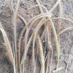 Ctenium newtonii Leaf