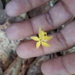 Voyria aphylla 花