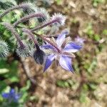 Borago officinalisFlower