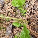 Geum aleppicum چھال