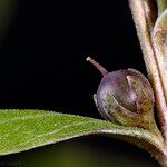 Lysimachia minoricensis Fruto