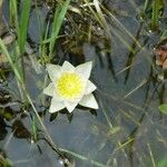 Nymphaea tetragona 整株植物