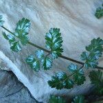 Ptychotis saxifraga Leaf