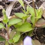 Torenia crustacea Folha