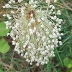 Allium polyanthum ফল