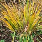 Aciphylla aurea Blatt