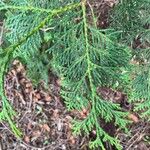 Thuja standishii Foglia