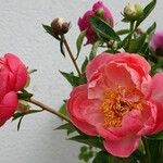 Paeonia lactiflora Hábitos