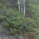 Juniperus communis Характер