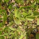 Arctostaphylos patula 葉