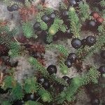 Empetrum nigrum Fruto