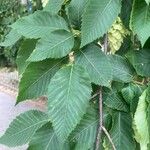 Ostrya carpinifolia Leaf