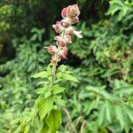 Ocimum lamiifolium Blüte