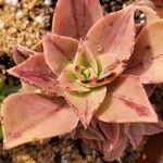 Aeonium leucoblepharum Folha