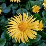 Doronicum caucasicum പുഷ്പം