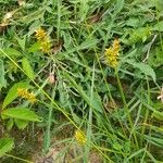 Carex spicata Συνήθη χαρακτηριστικά