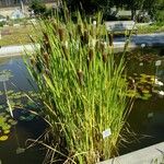 Typha shuttleworthii Anders