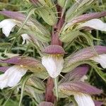 Acanthus spinosus Floare