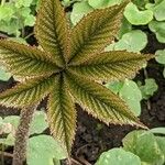 Rodgersia aesculifolia Hoja