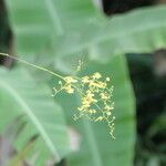 Polystachya concreta Flower