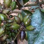 Schefflera pseudocandelabrum Fruto