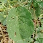Abutilon hirtum List