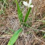 Chlorophytum tuberosum Blatt